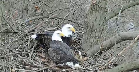 hays bald eagle|pittsburgh hays eagle live webcam.